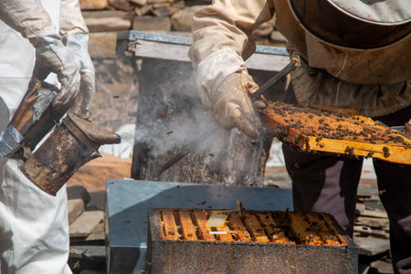 Beekeeper working in the hives. You can see the honeycombs, pictures and other details of the habitat of honey beesの写真素材