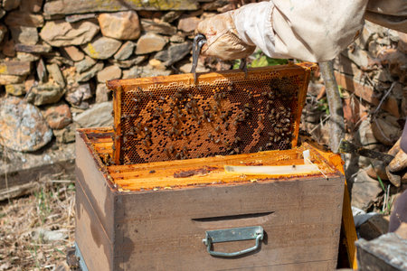 Beekeeper working in the hives. You can see the honeycombs, pictures and other details of the...