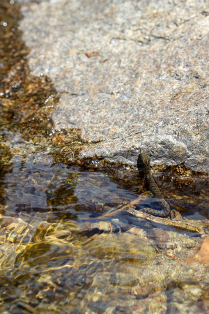 Viperine snake, Natrix maura, viperine snake, perched in the water of a river in the Madrid...