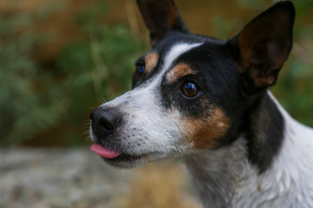 Portrait of a dog where we can see its muzzle and intelligent gaze in focus.の写真素材