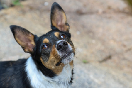 Portrait of a dog where we can see its muzzle and intelligent gaze in focus.の写真素材