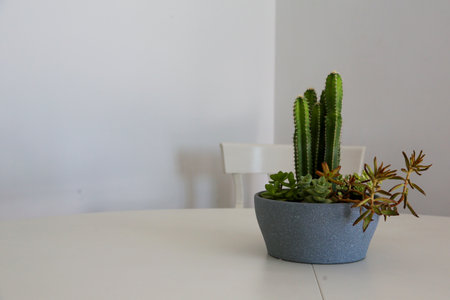 Centerpiece of cactus and succulent plants on a white table and white background