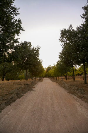 A dirt road in a forest in early autumn, with its different colors, leading to infinity. Vanishing pointの写真素材