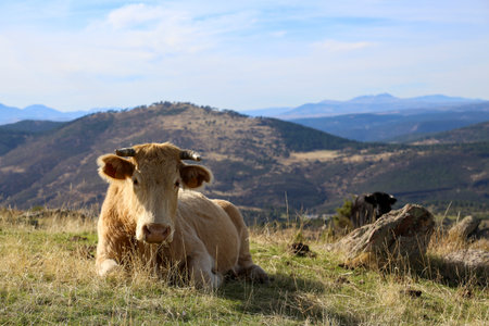 Blonde cow resting on the grass with a mountain landscape background, the place where cattle grazeの写真素材