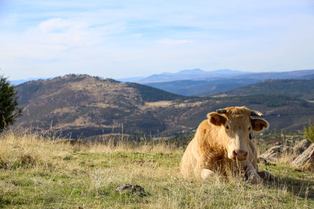 Blonde cow resting on the grass with a mountain landscape background, the place where cattle grazeの写真素材