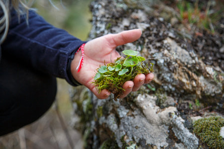 A woman's hands collecting a plant, navelwort or Umbilicus rupestris, among the moss of a shady species area where this succulent lives.の写真素材