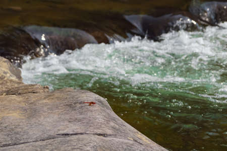 A red dragonfly on rock. Water flowing over rocks in forest with selective focus.の写真素材