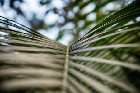 Leaves texture background with a selective focus. Close-up eaves of palm trees. Green foliage, tropic leaves pattern background. Blur negative space to insert text or ad.の写真素材