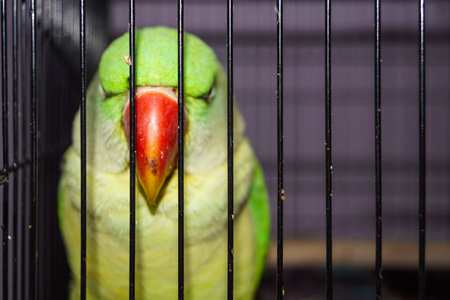 Closeup of a Indian Green Pahadi Tota in Cage. Pahadi Popat alone in Cage.の写真素材
