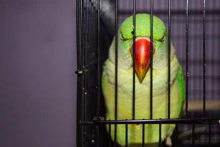 Closeup of a Indian Green Pahadi Tota in Cage. Pahadi Popat alone in Cage.の写真素材
