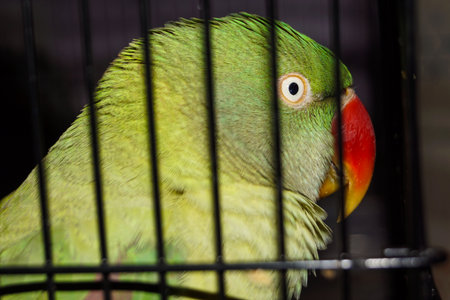 Closeup of a Indian Green Pahadi Tota in Cage. Pahadi Popat alone in Cage.の写真素材