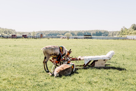 Two deer with horns on the farm in harness. Deers with horns in summer clothes. Animals in the summer in the field, behind the fence.の写真素材