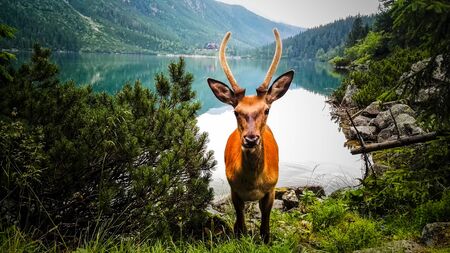 Young Deer Stag Walking Near Lake in The Mountains. Face to Faceの写真素材