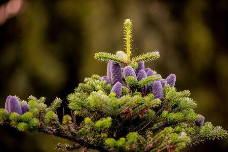Korean Fir (Abies koreana) Conesの写真素材