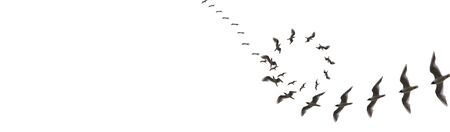 Elegant Montages Show the Beauty of Birds in Flight. Many Birds Circling, on a White Background. Panoramic Image For Skinaliの写真素材