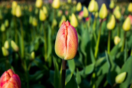 Beautiful Botanical Background of Spring Tulips in Vibrant Reds, Pinks And Yellow Growing Outdoorsの写真素材