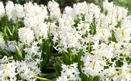 White Lupines Backgroundの写真素材
