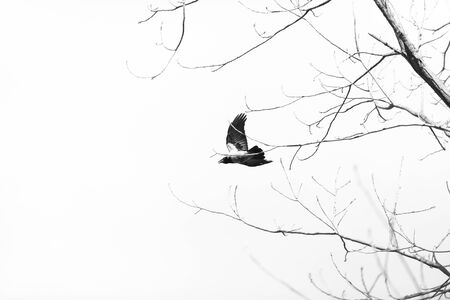 Crow Flies Through The Branches. Silhouette on a White Backgroundの写真素材