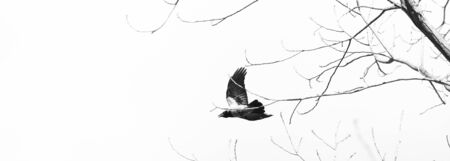 Crow Flies Through The Branches. Silhouette on a White Background. Panoramic Image for Skinaliの写真素材