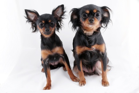 Russian Toy Terrier