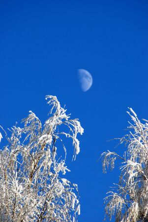 awesome rime on the branches of trees and moon in backgroundの写真素材