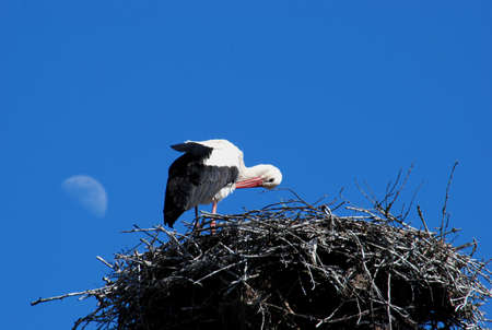 The white stork (Ciconia ciconia L.) is a very loved and respected in many European countries.