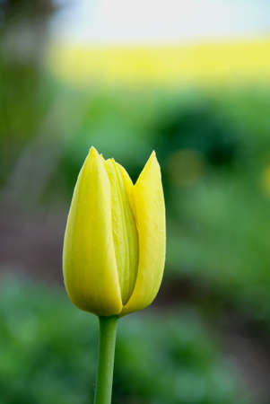 yellow tulip symbolises the sun in springの写真素材