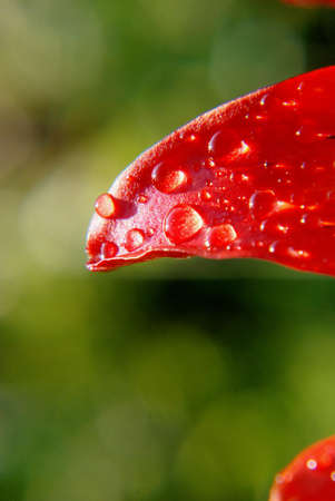 Awesome red leaf covered by some little dewdrops.の写真素材
