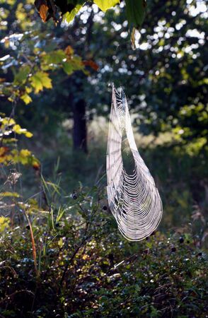 The first autumn cobwebs are still scarceの写真素材