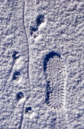 Man came here with his four-legged friend. Traces on snow.の写真素材