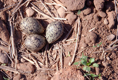 Lapwings nest in the fields of early springの写真素材