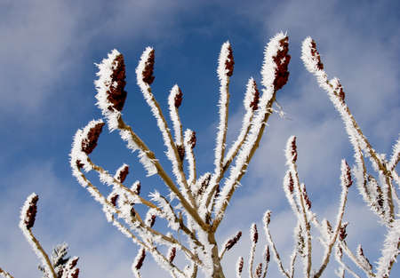 Frosted ornamental tree branches in the background of sky and cloudsの写真素材