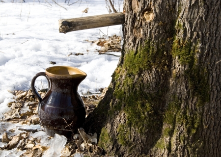 Maple sap is flowing into the pitcher surrounded by still undissolved snowの写真素材