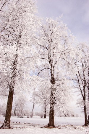 Richly frosted old lindens in cold winter morning.の写真素材