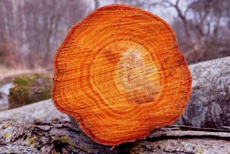 Log cut wooden background texture. Colorful cross section of cut tree.の写真素材