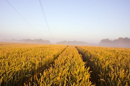 Tractor wheel marks on the field of riped wheat and electric wires.の写真素材