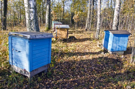 Colored hives standing between birch trees in autumn. Beautiful natural backdrop. Bees preparing for winter.のeditorial素材