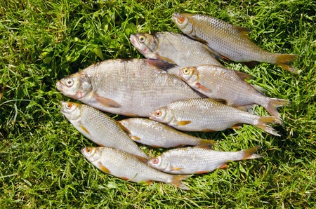 Roach bream whip. Fishes caught in lake. Fishing catch sunlight grass. 