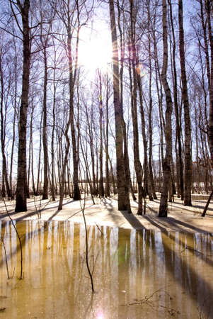 Melting snow and ice over birch forest. Tree trunk and reflections on water. の写真素材