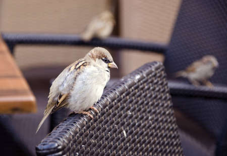 Beautiful bird sparrow sits in outdoor cafe on chair. の写真素材
