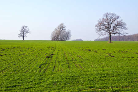 Agricultural fields sown with green grass, few trees without leaves and lots of molehill in spring  の写真素材