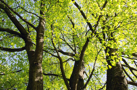 Lime tree branch leaf stem green grow in spring  Natural background of nature come to life  