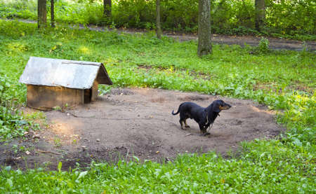 Dog pet dachshund sausage-dog chained dog house in forest surrounded by verdant vegetation  の写真素材