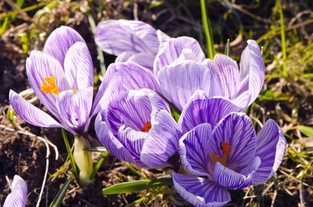 Crocus saffron first spring flowers grow in garden  Violet blooms  の写真素材