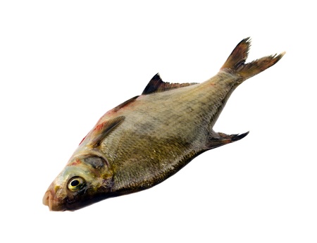 Bream fish after fishing isolated on white background  