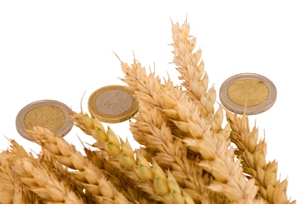 wheat ripe harvest ears with euro coins isolated on white の写真素材