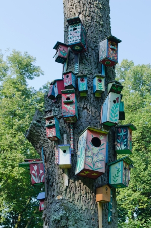 Colorful bird houses nest box hang on old big tree trunk  の写真素材