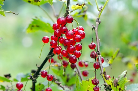 Red ripe currant berries hang on bush closeup  Healthy ecologic natural nutrition food  