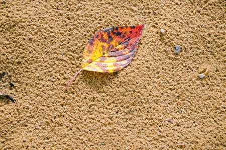 small colorful autumn leaf lie on background of wet sand  の写真素材