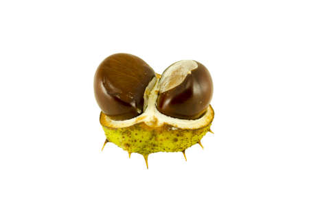  two ripe chestnuts in the shell isolated on white background. の写真素材